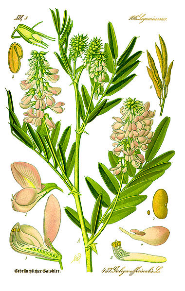 Goats Rue Herb