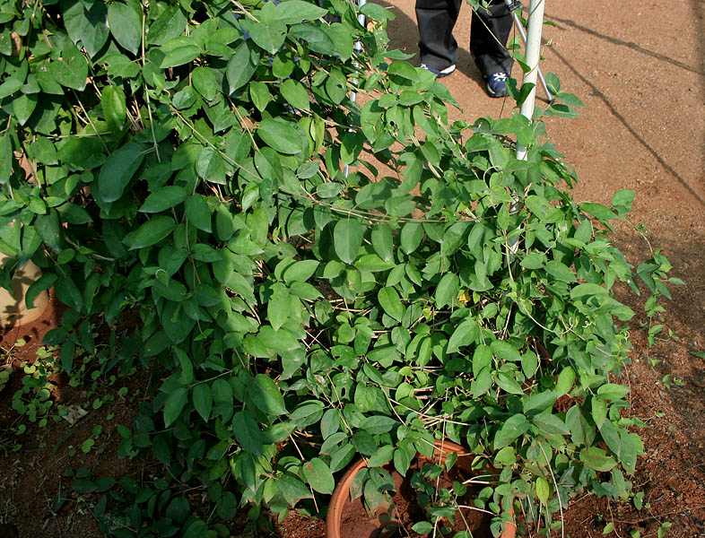 Gymnema sylvestre climbing shrub