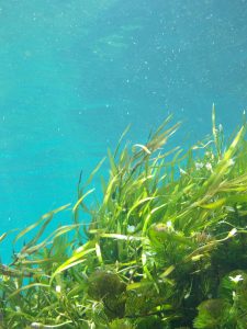 Eat plenty of Kelp to get your minimum daily intake of Iodine
