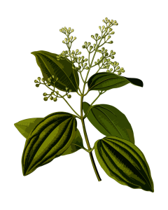 Cinnamon Bark plant