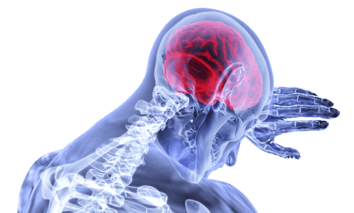 human brain