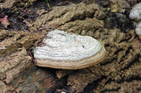 Chaga Mushroom
