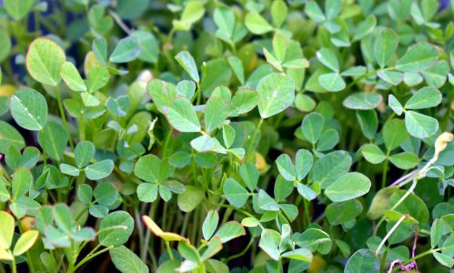 fenugreek-herb