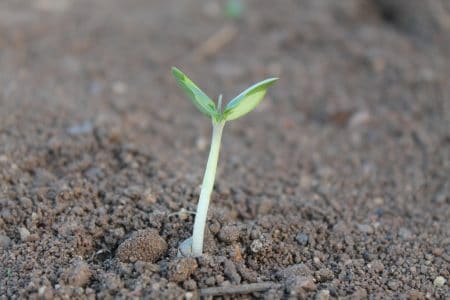 Mineralizer For a Great Garden