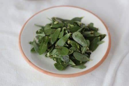 purslane Portulaca Oleracea