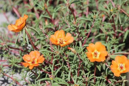 Grow Purslane
