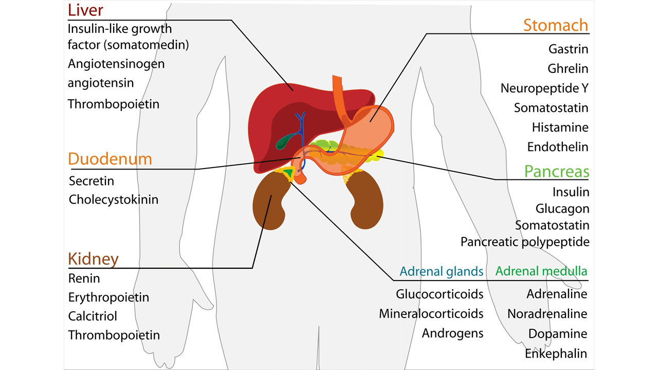 Adrenal glands